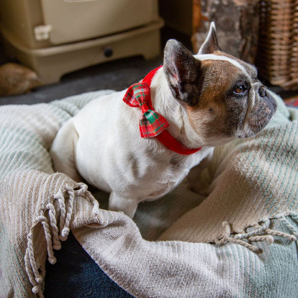 Christmas Tartan Pet Bow Tie